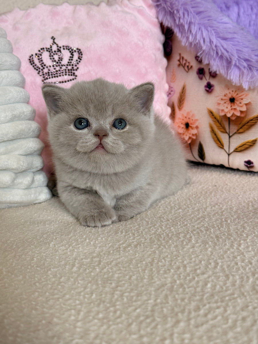 Boston British Shorthair male lilac - live animals