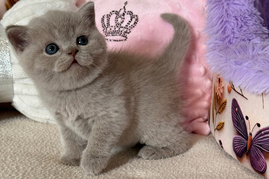 Boston British Shorthair male lilac - live animals