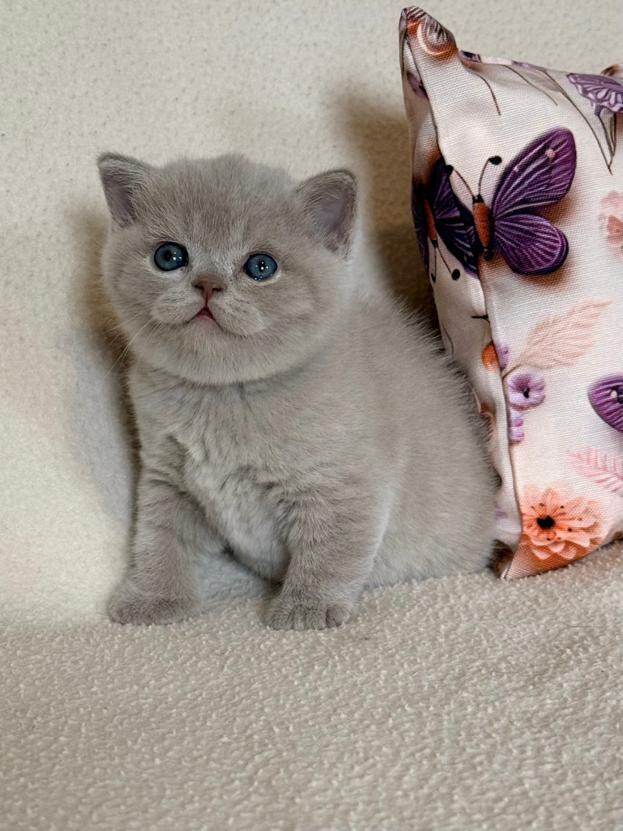 Boston British Shorthair male lilac - live animals