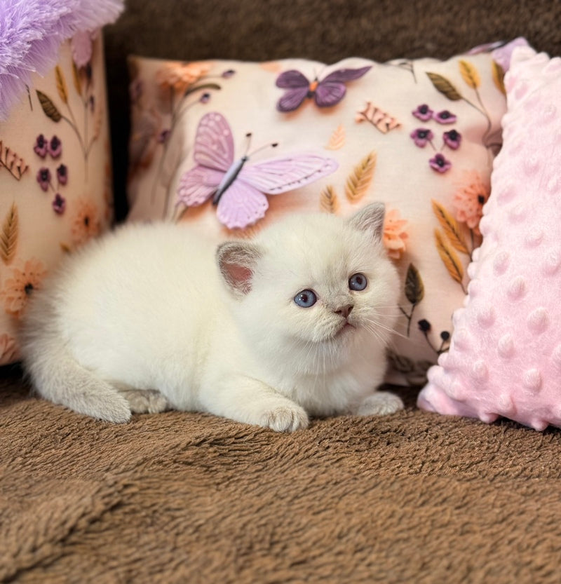 Beauty British Shorthair female fawn pointed - live animals