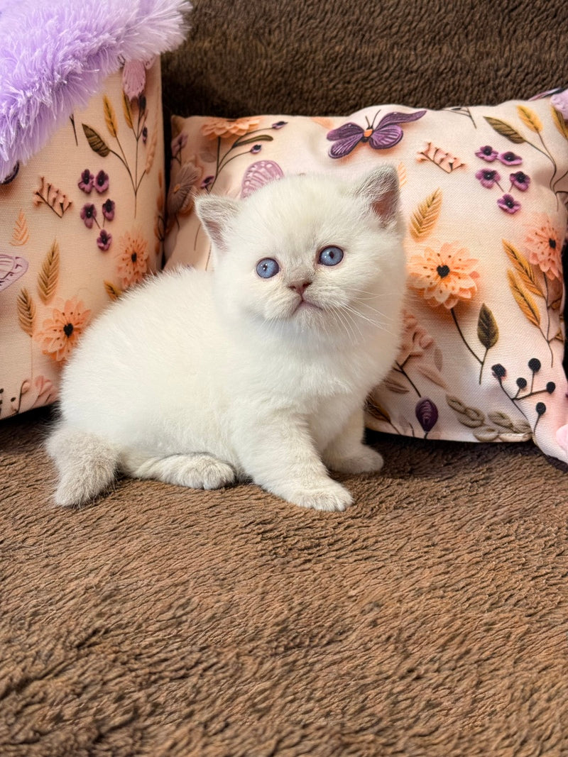 Beauty British Shorthair female fawn pointed - live animals