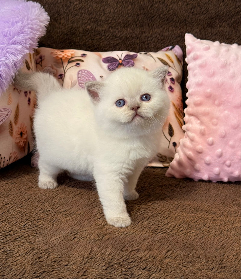 Beauty British Shorthair female fawn pointed - live animals