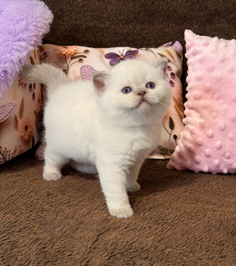 Beauty British Shorthair female fawn pointed - live animals