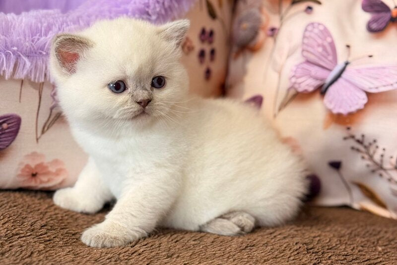 Beauty British Shorthair female fawn pointed - live animals