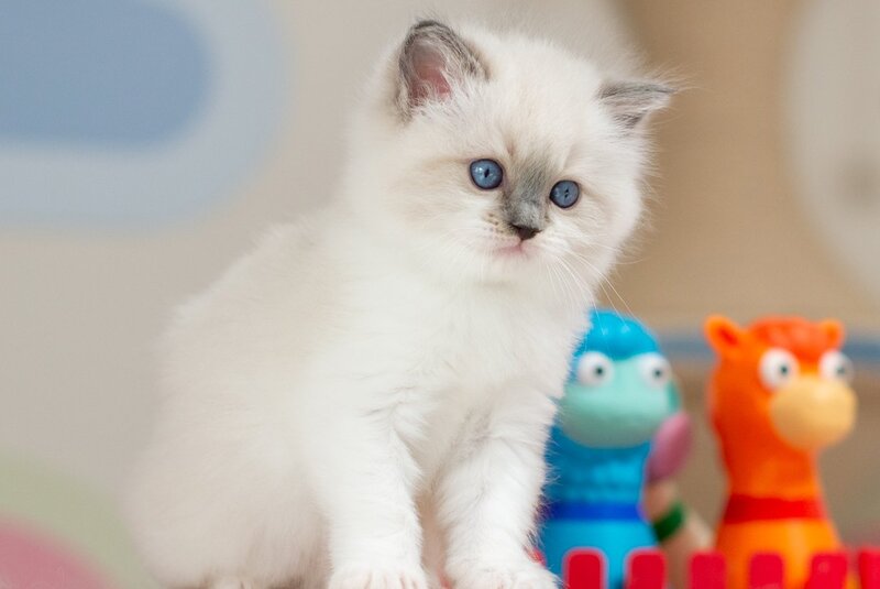 Ultra Ragdoll female blue mitted - live animals