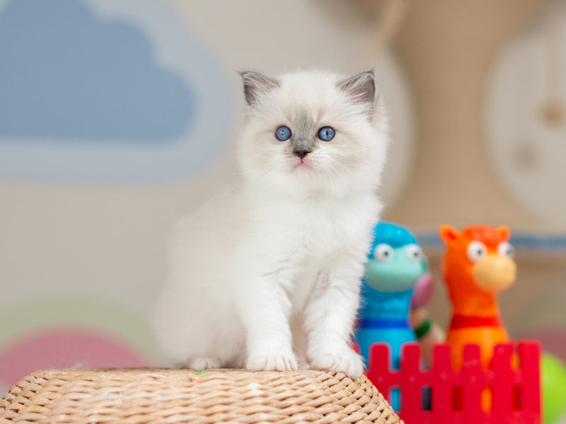 Ultra Ragdoll female blue mitted - live animals