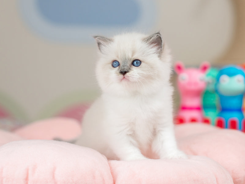 Ultra Ragdoll female blue mitted - live animals
