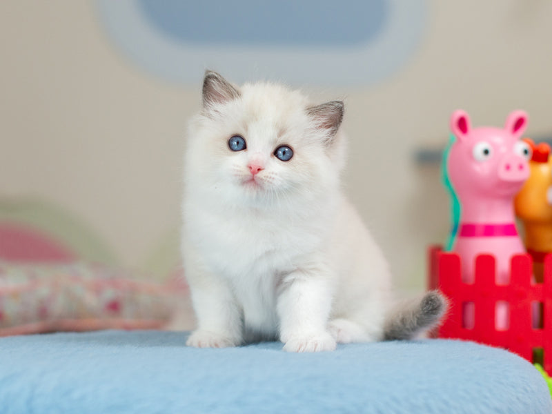Usher Ragdoll male blue bicolour - live animals