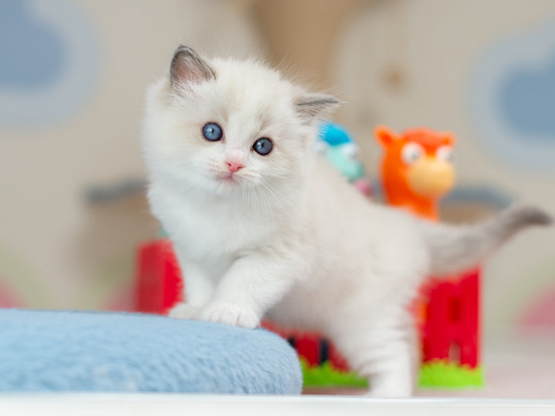 Usher Ragdoll male blue bicolour - live animals