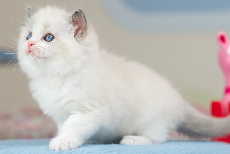 Usher Ragdoll male blue bicolour - live animals