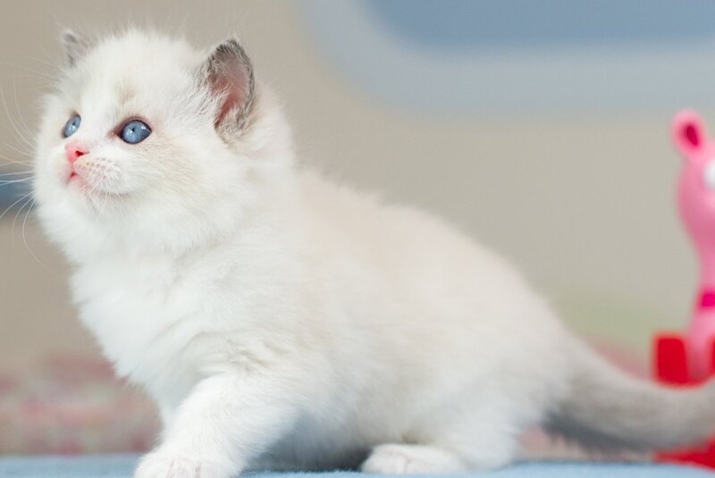 Uno Ragdoll male blue bicolour - live animals