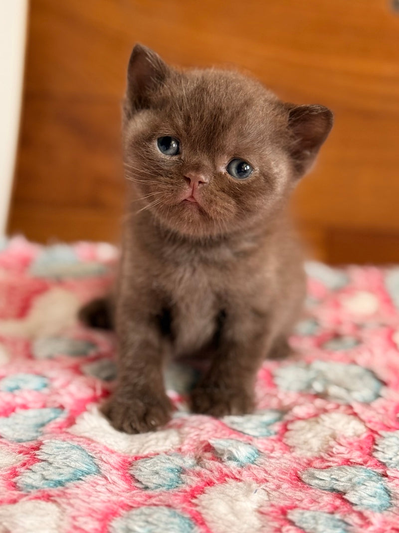 James British Shorthair male chocolate - live animals