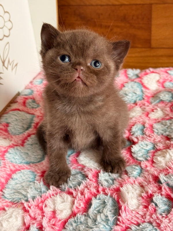 James British Shorthair male chocolate - live animals