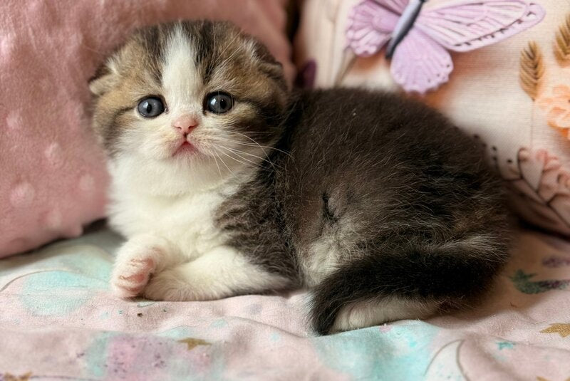 Phillip Scottish Fold male black ticked tabby bicolour - live animals