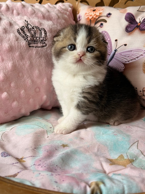 Phillip Scottish Fold male black ticked tabby bicolour - live animals