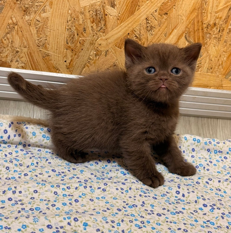 Jennifer British Shorthair female chocolate - live animals