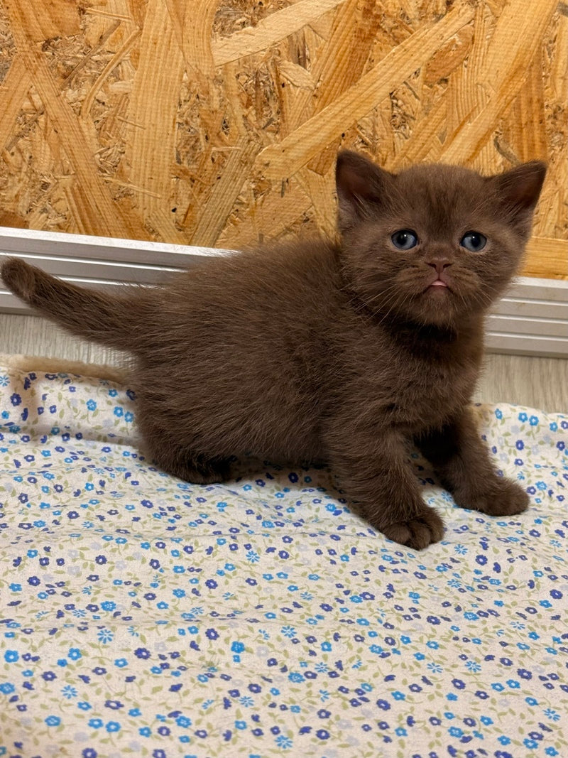 Jennifer British Shorthair female chocolate - live animals
