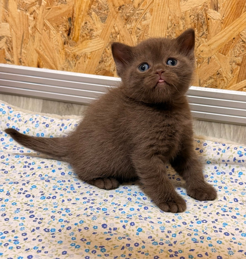 Jennifer British Shorthair female chocolate - live animals