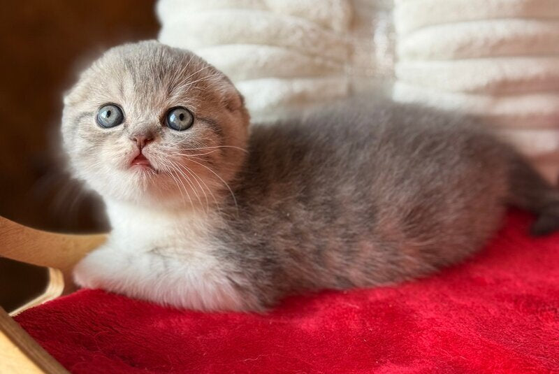 Fortuna Scottish Fold female, blue tabby bicolour