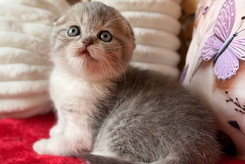Fortuna Scottish Fold female, blue tabby bicolour