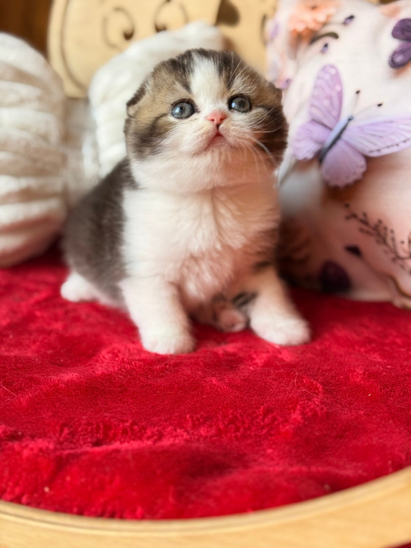 Phillip Scottish Fold male black ticked tabby bicolour - live animals