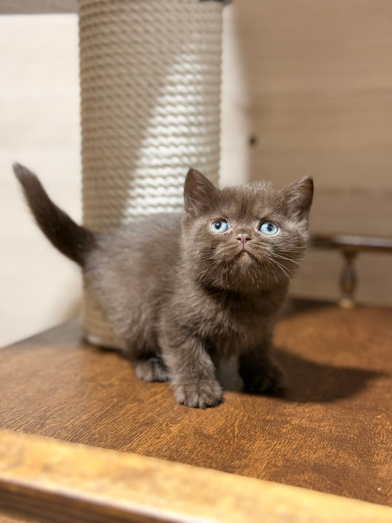 James British Shorthair male chocolate - live animals