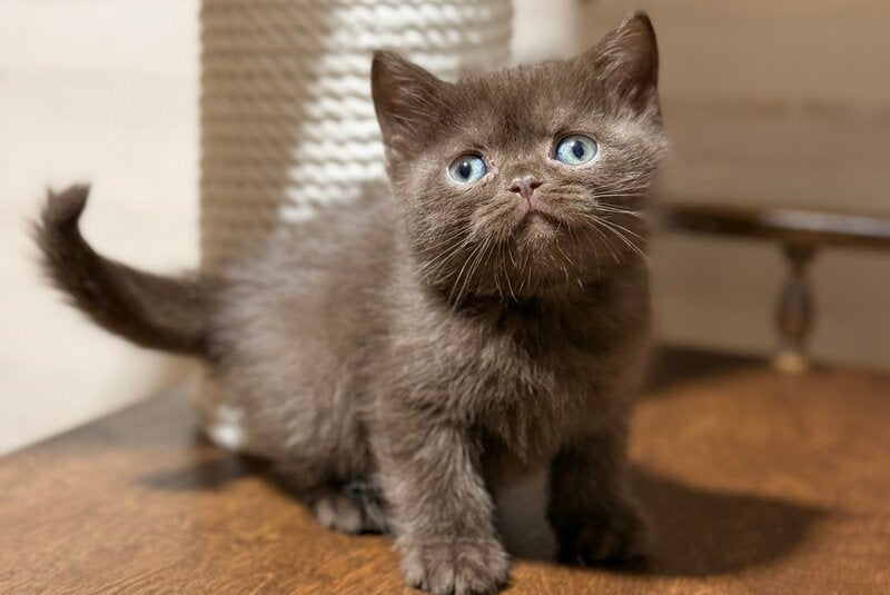 James British Shorthair male chocolate - live animals