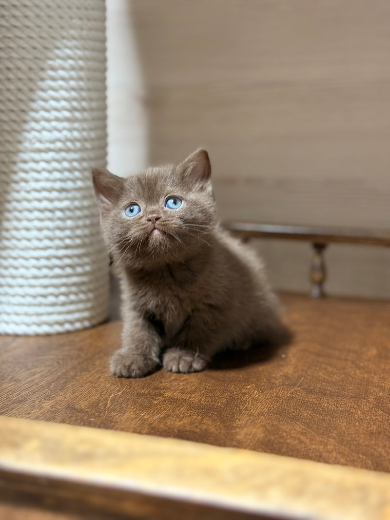 Jennifer British Shorthair female chocolate - live animals