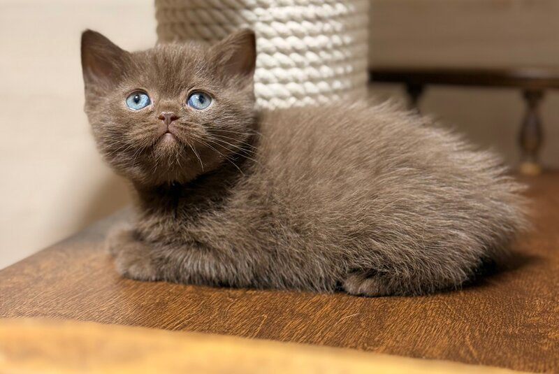 Jennifer British Shorthair female chocolate - live animals