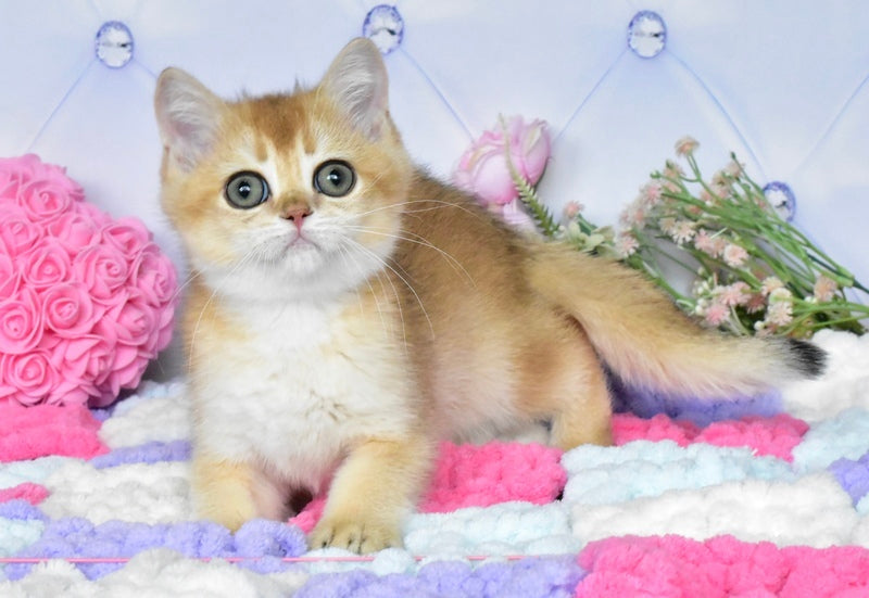 Neo British Shorthair male, black golden shaded