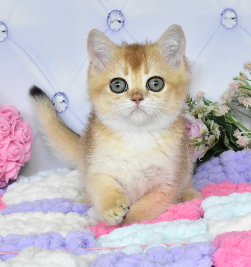 Neo British Shorthair male, black golden shaded