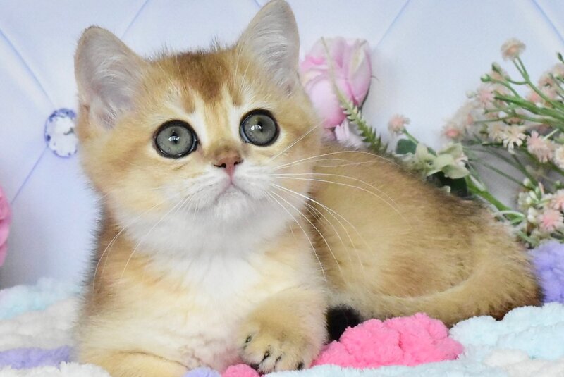 Neo British Shorthair male, black golden shaded