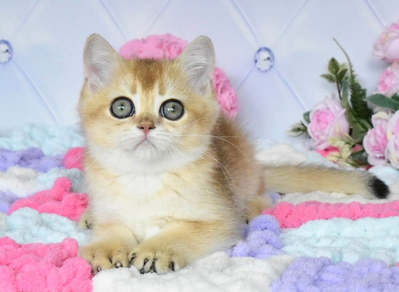 Neo British Shorthair male, black golden shaded
