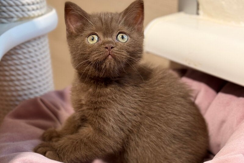 Jennifer British Shorthair female, chocolate
