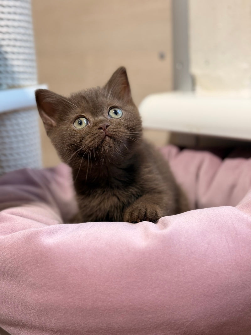 Jennifer British Shorthair female chocolate - live animals