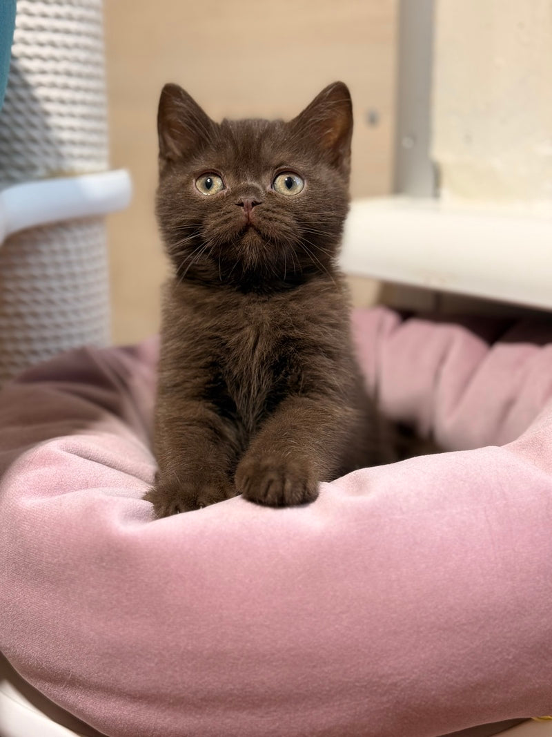 James British Shorthair male chocolate - live animals