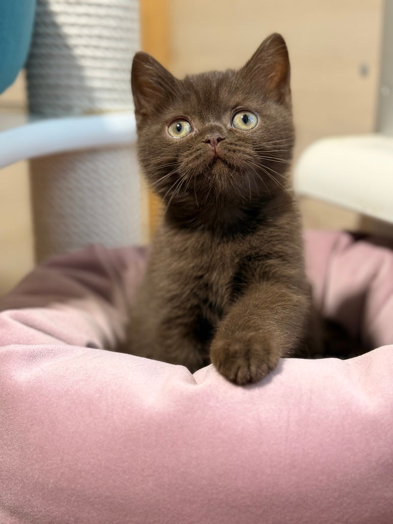 James British Shorthair male chocolate - live animals