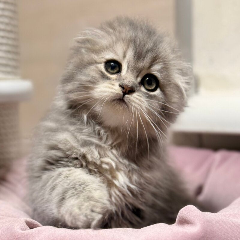 Forbes Scottish Fold male, blue tabby