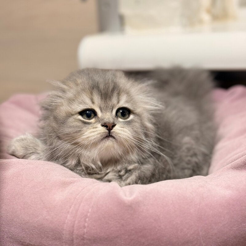 Forbes Scottish Fold male, blue tabby