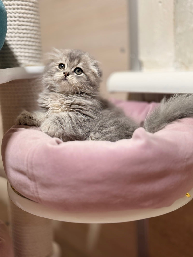 Forbes Scottish Fold male, blue tabby