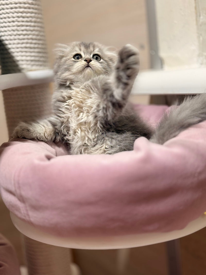 Forbes Scottish Fold male, blue tabby