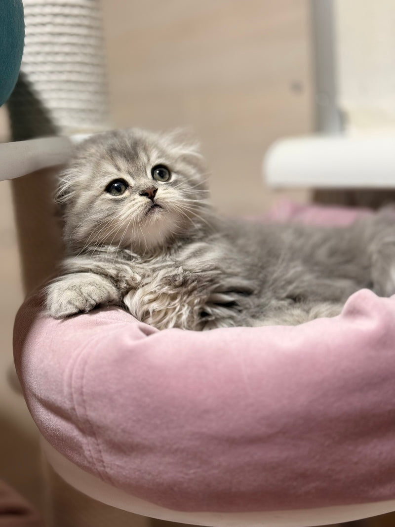Forbes Scottish Fold male, blue tabby