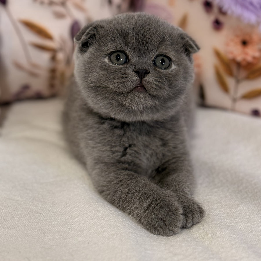Polinochka Scottish Fold female, blue