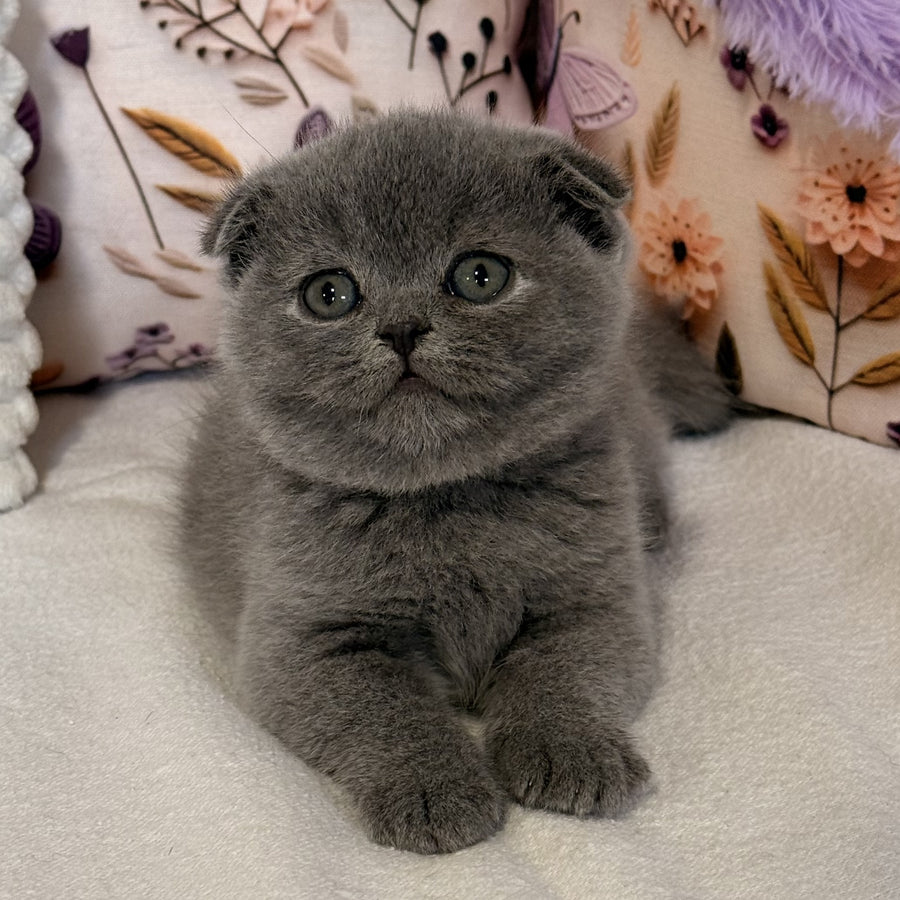 Polinochka Scottish Fold female, blue