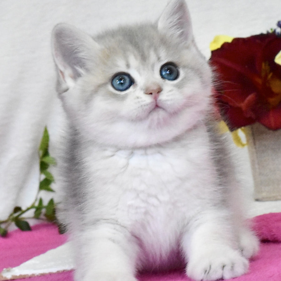 Feya British Shorthair female, blue golden shaded