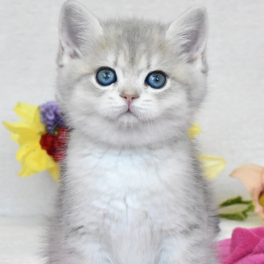 Feya British Shorthair female, blue golden shaded