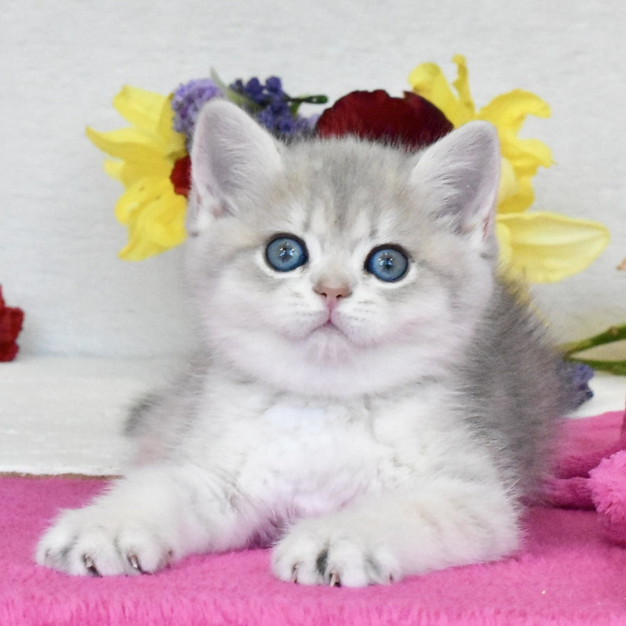 Feya British Shorthair female, blue golden shaded