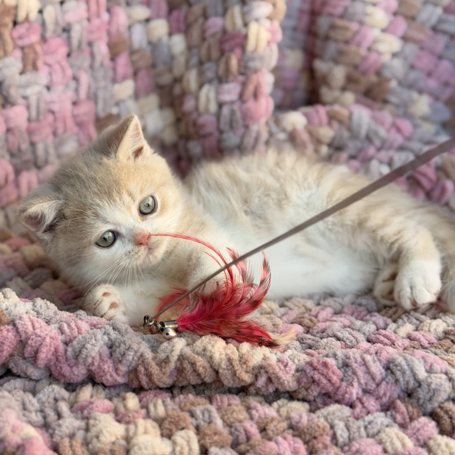 Bloom British Shorthair male, fawn bicolour