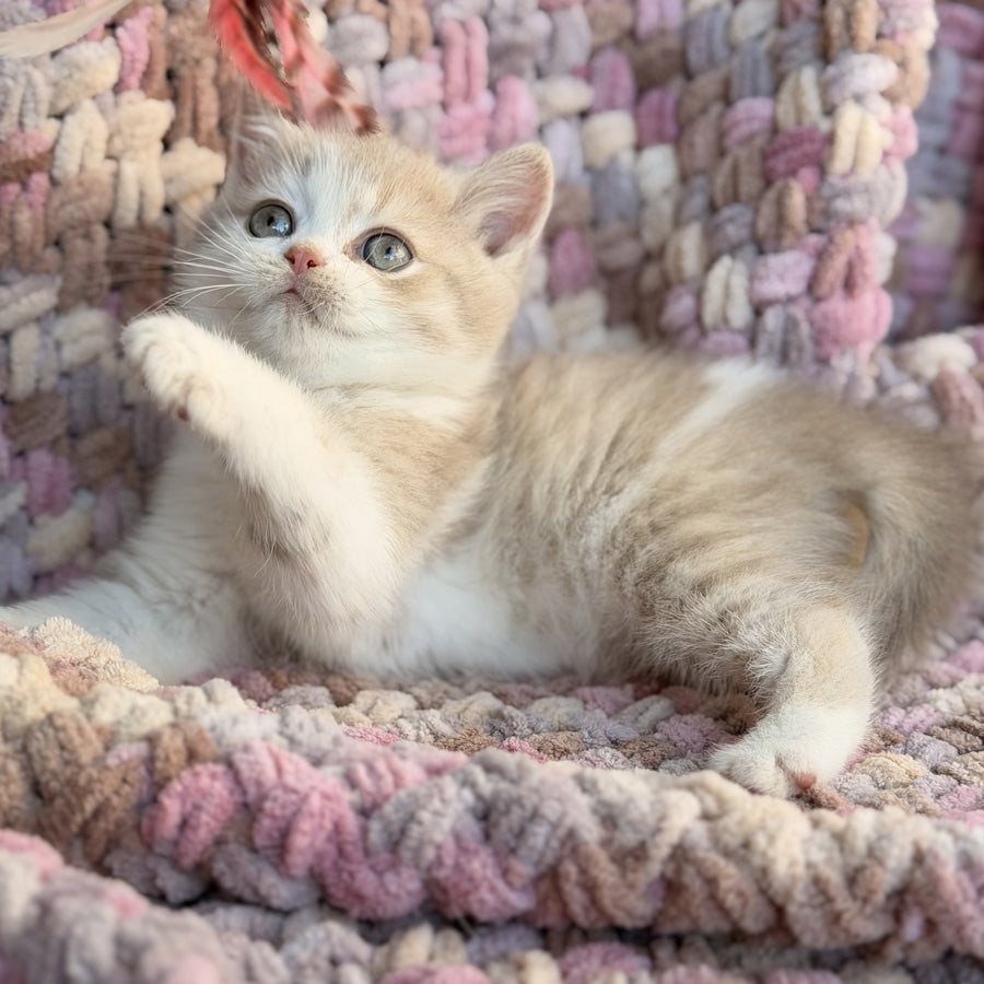 Bloom British Shorthair male, fawn bicolour