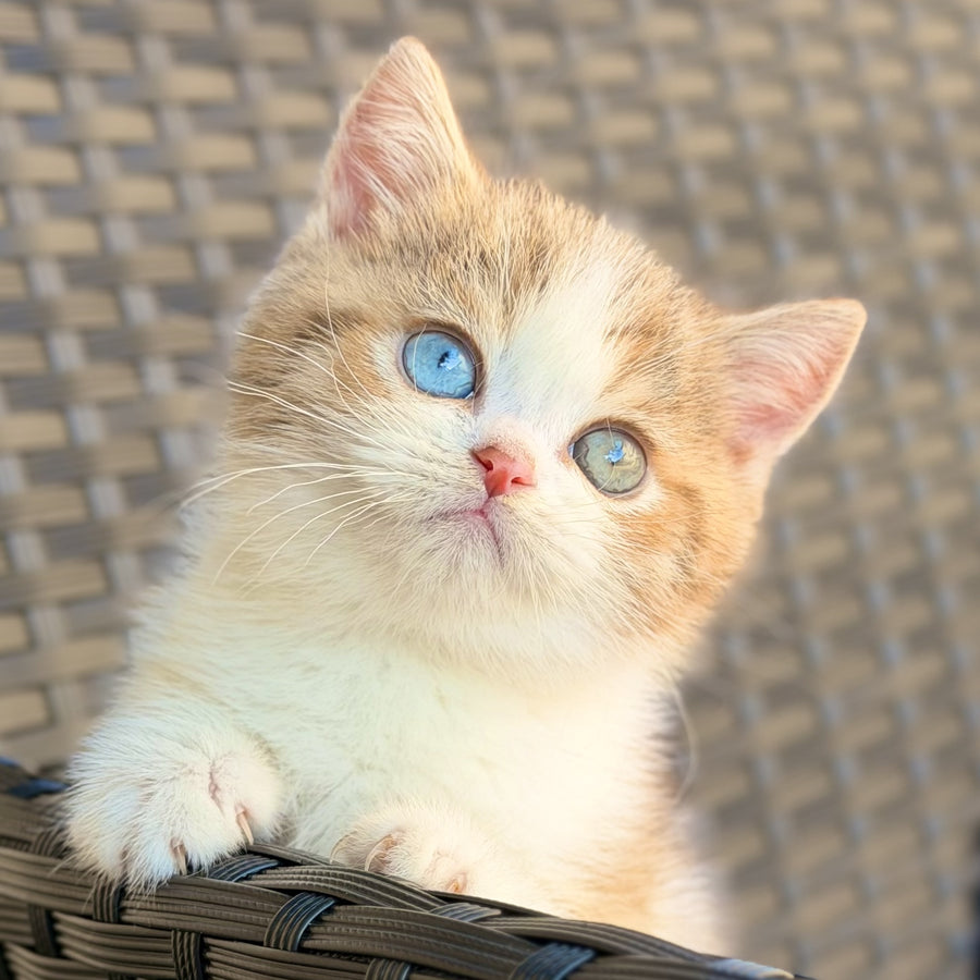 Busheron British Shorthair male, cinnamon spotted tabby bicolour